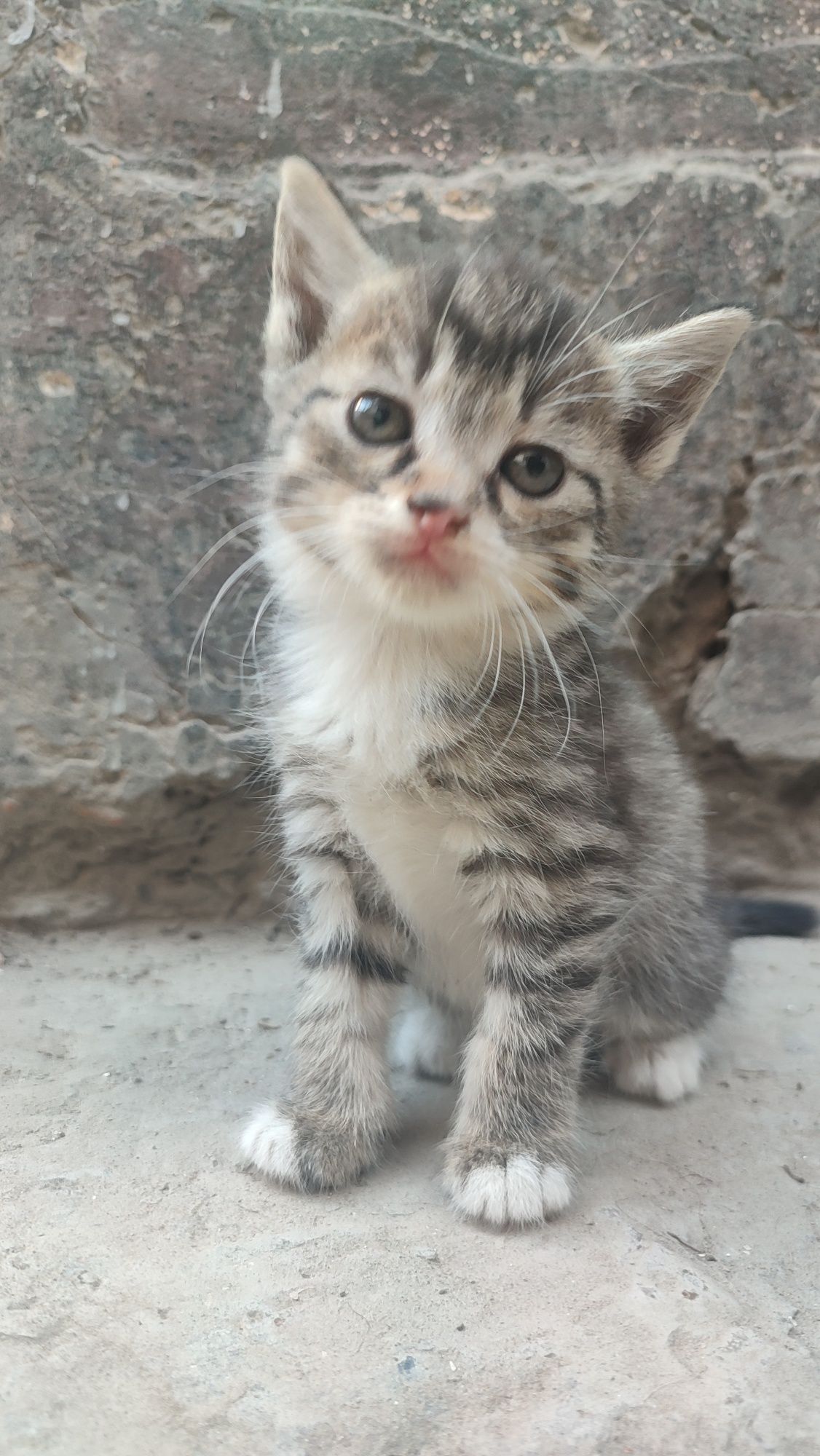 Отдам кошечек в добрые руки.