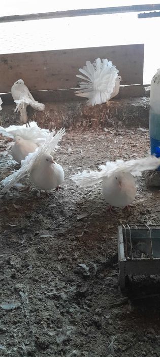 Vind porumbei,desfintez voliera