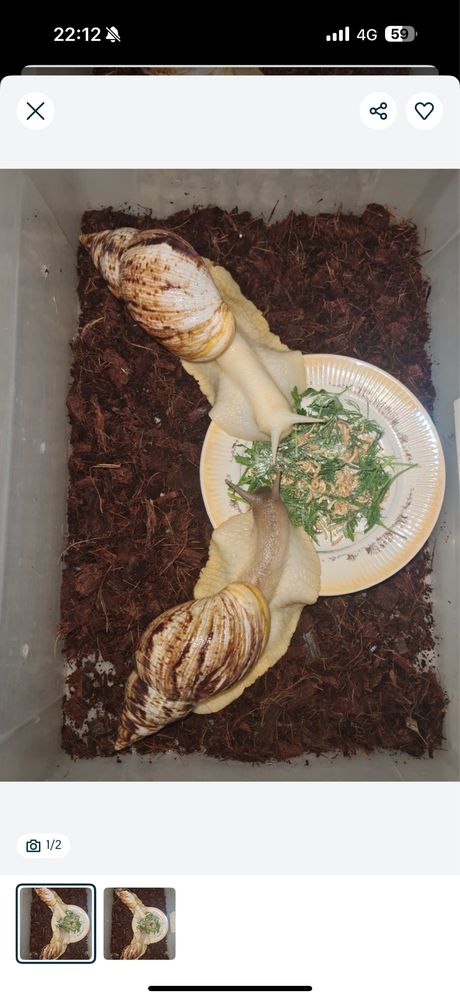 Продам улитки ахатины