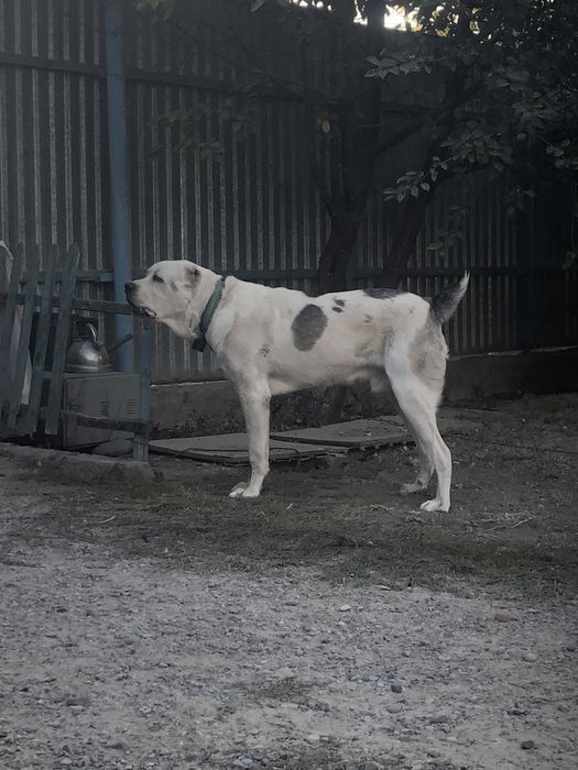 Вязка. Кабель 1,7 месяц.