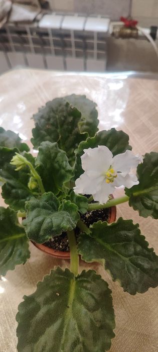 Продам шикарные фиалки .Недорого
