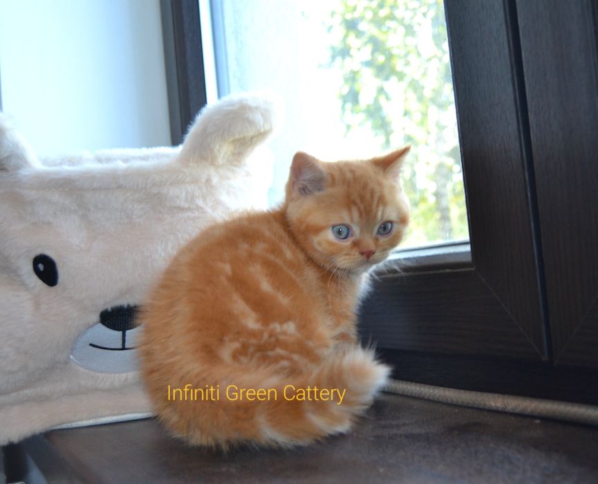 Pisoi british shorthair de felisa