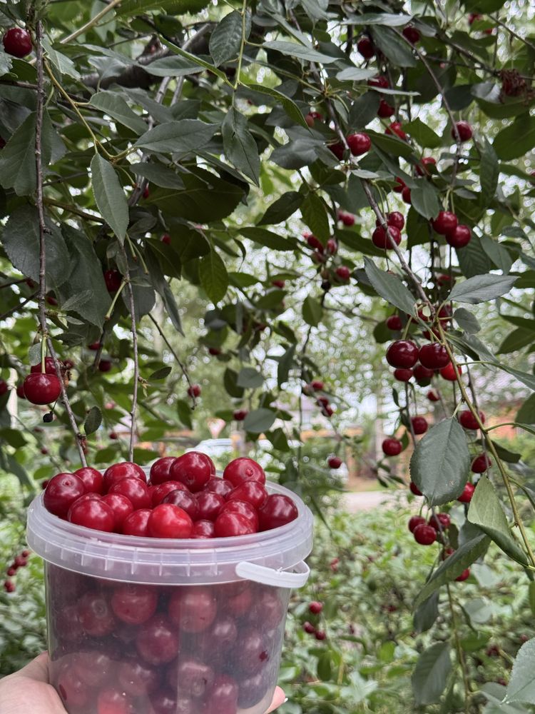 Продам вкусную вишню