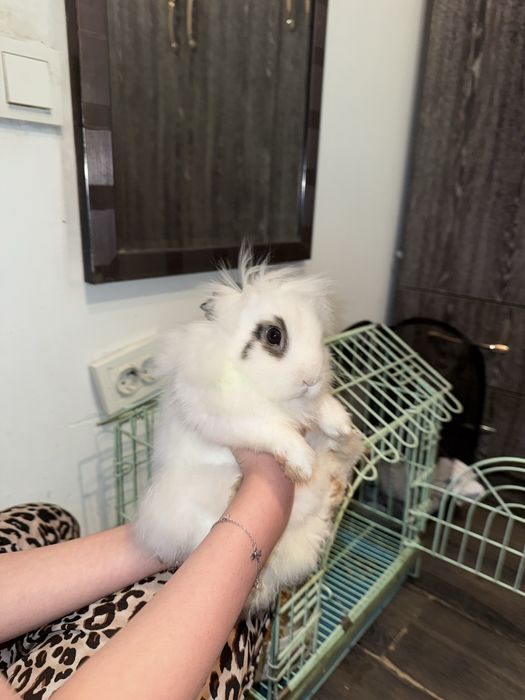 Девочка, породистая, 2.5 мес