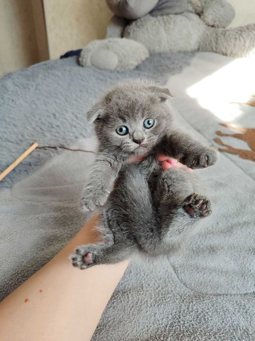 Продается котенок скоттиш фолд