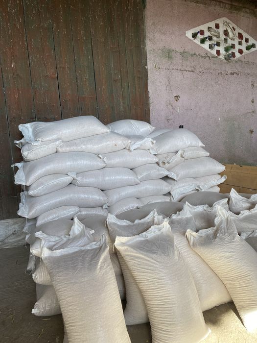 Porumb boabe sacuizat