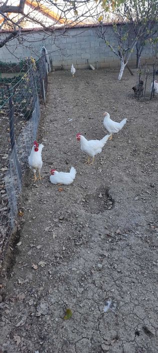 Петли бял легхорн 4 броя