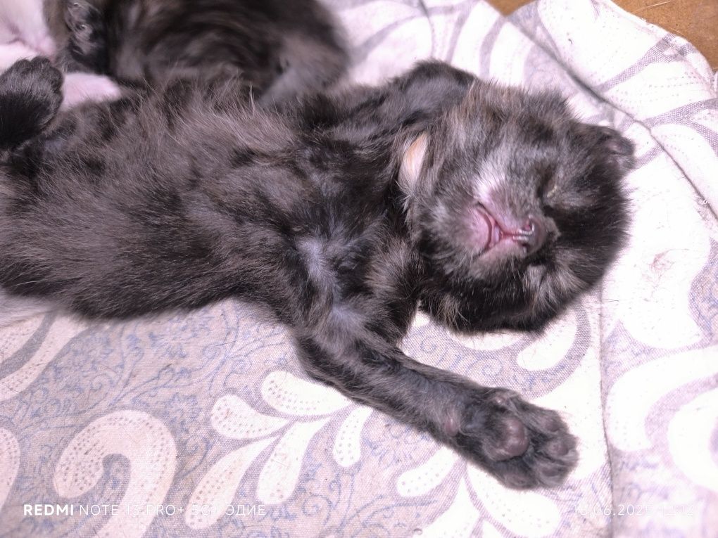 Котята в добрые кури