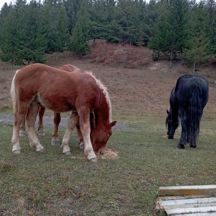 Manz semigreu romanesc