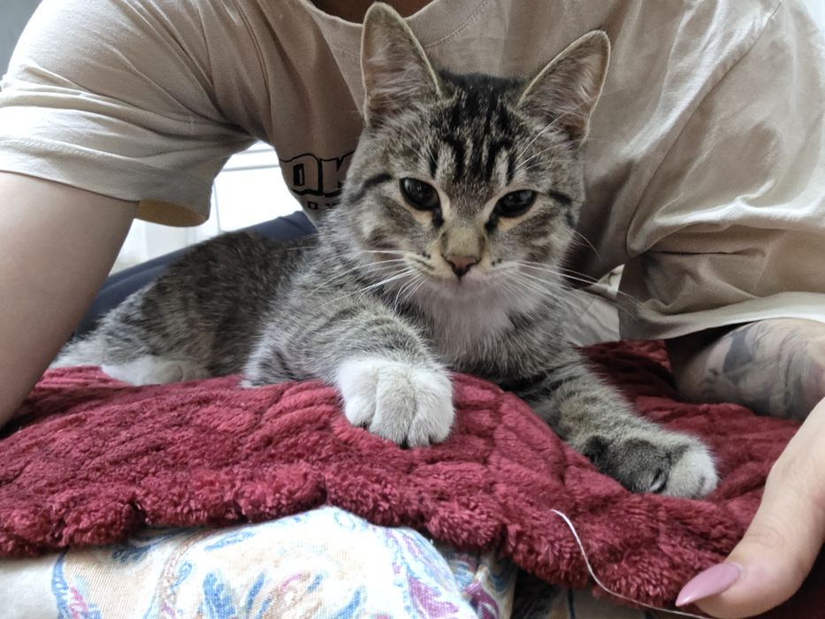 В добрые руки котика