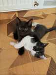 Adopt pisici , 2 fetite