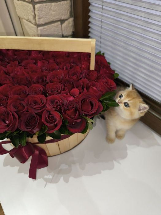 Котёнок британец золотая шиншилла