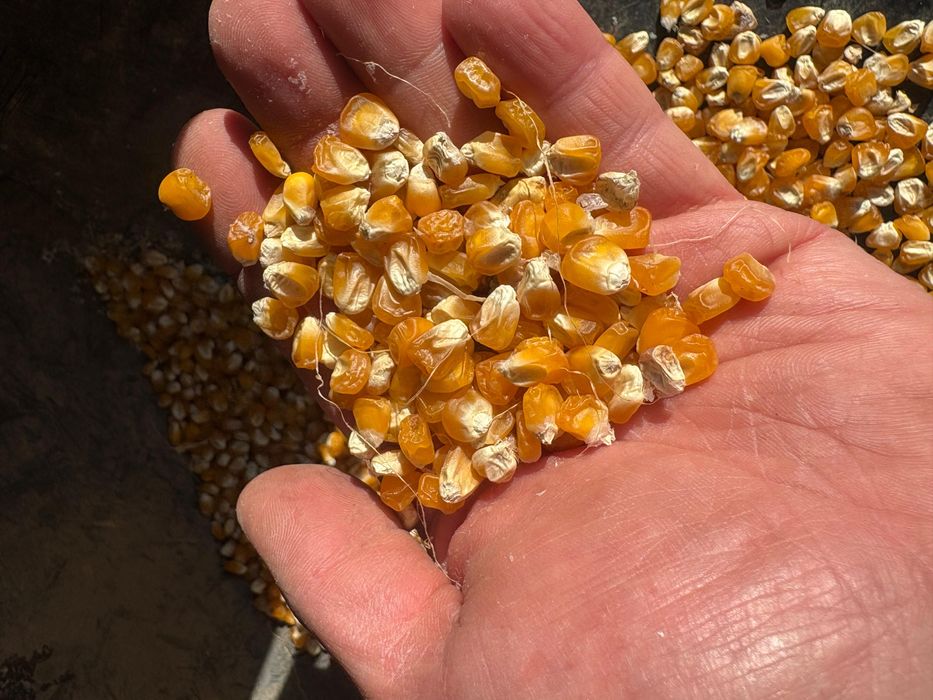 Sămânță porumb zaharat