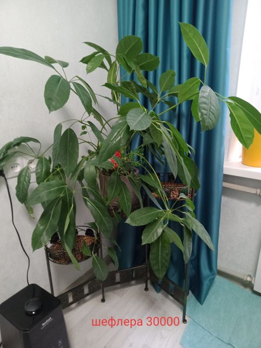 Продам комнатные цветы