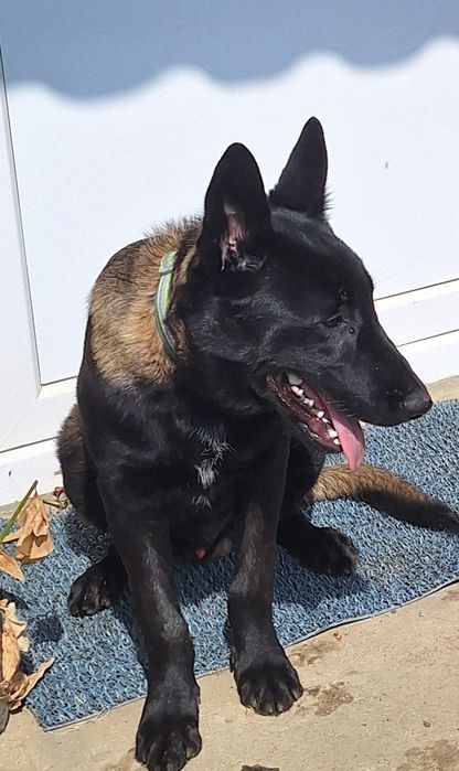 Vând Ciobănesc belgian malinois în vârstă de 8 luni
