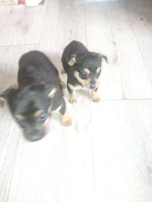 Продам щенят пинчеры