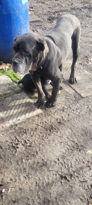 Продавам бибета Кане Корсо.