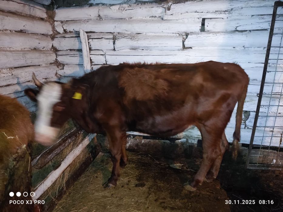 Продам телку год 6 месяцов