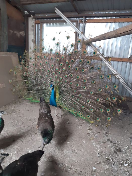 Lichidare crescătorie păuni adulți