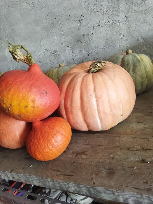 Плоды со своего огорода