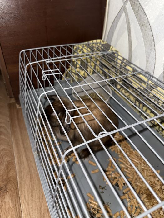 Кролик в добрые руки