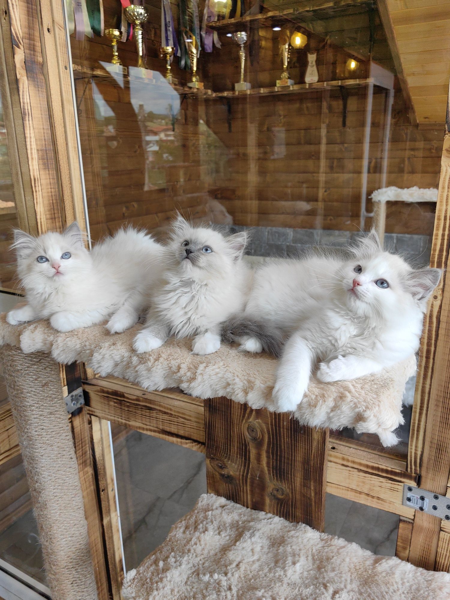 Рагдол/Ragdoll/Регдол две Женски с Родословие