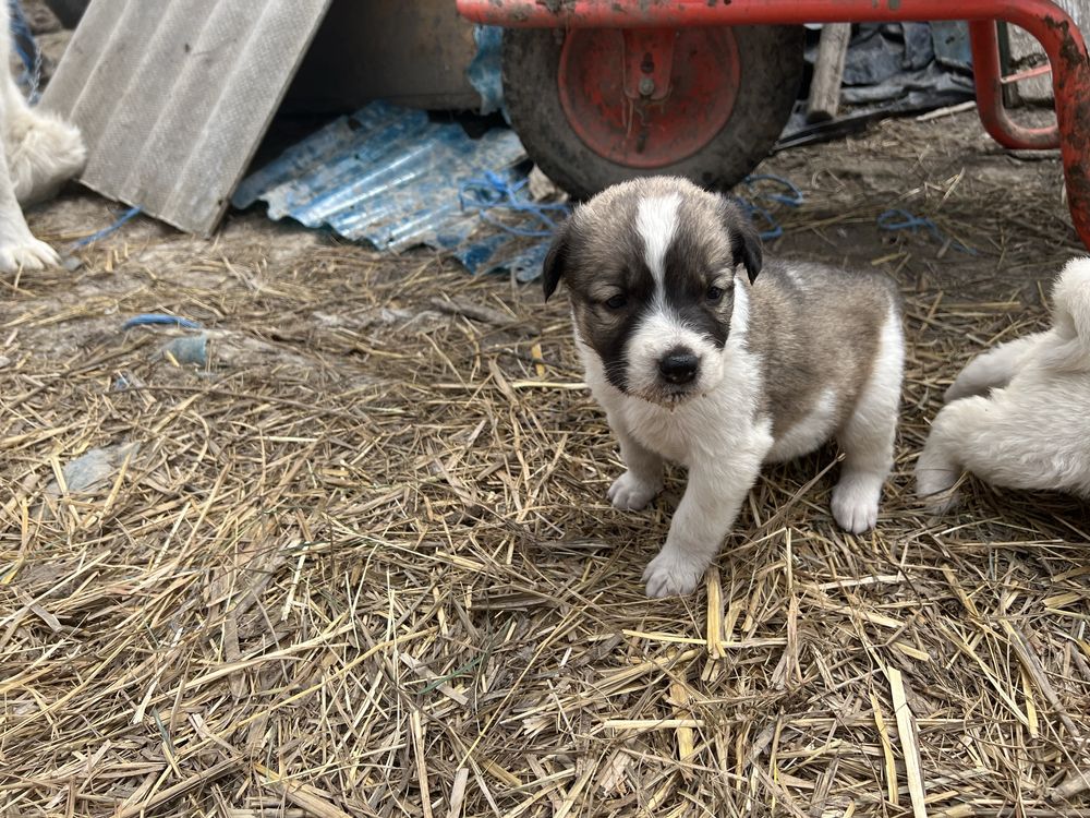 Adoptie cățeluși