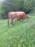 Vaca de vanzare.