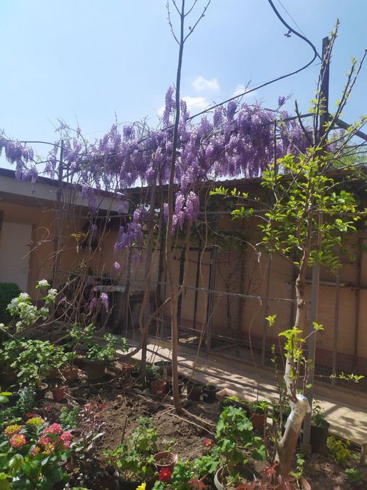 Глицина кучатлари ва уруглари сотилади.