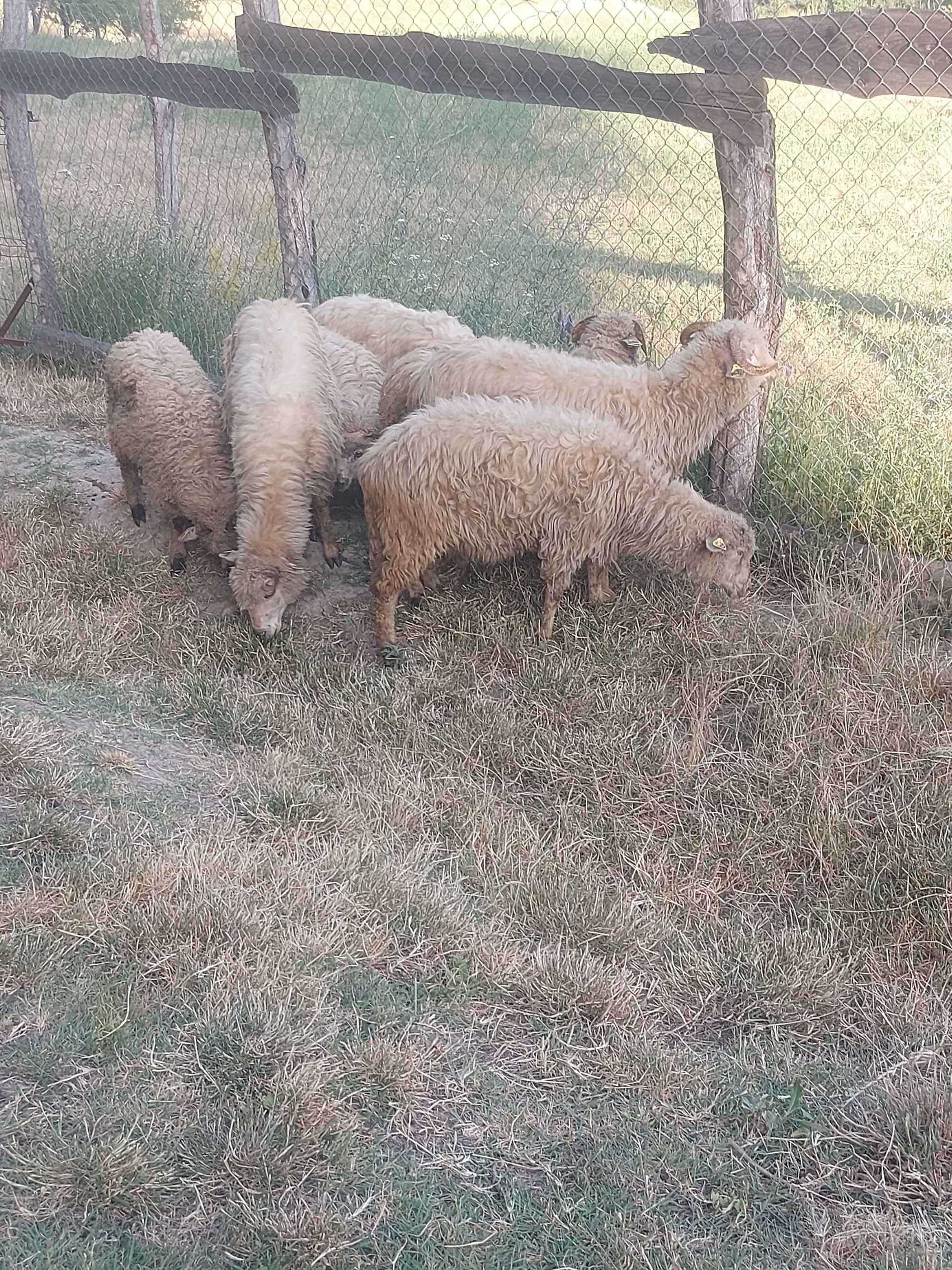 Vand 5 oi si 2 miei