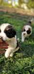 Vand Pui Saint Bernard