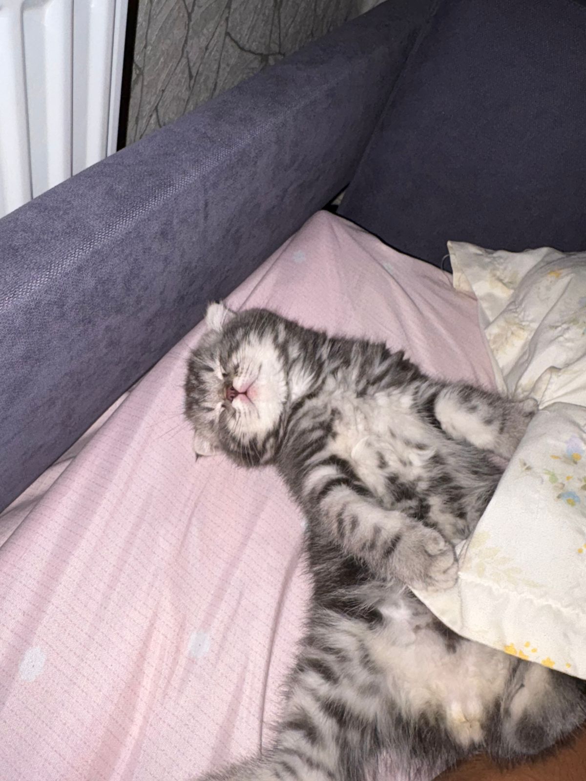 Шотландский вислоухий кот