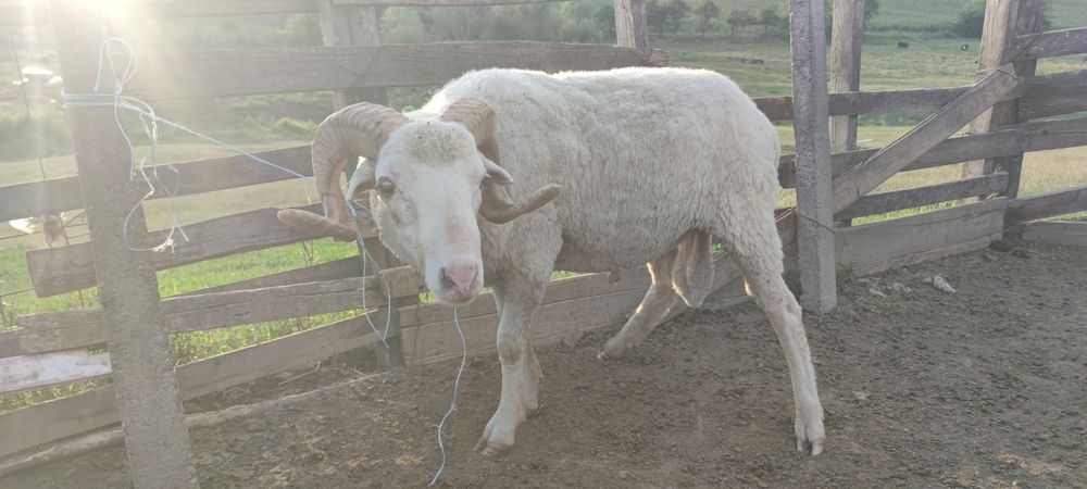 Berbeci ciuli (fara urechi) de vanzare