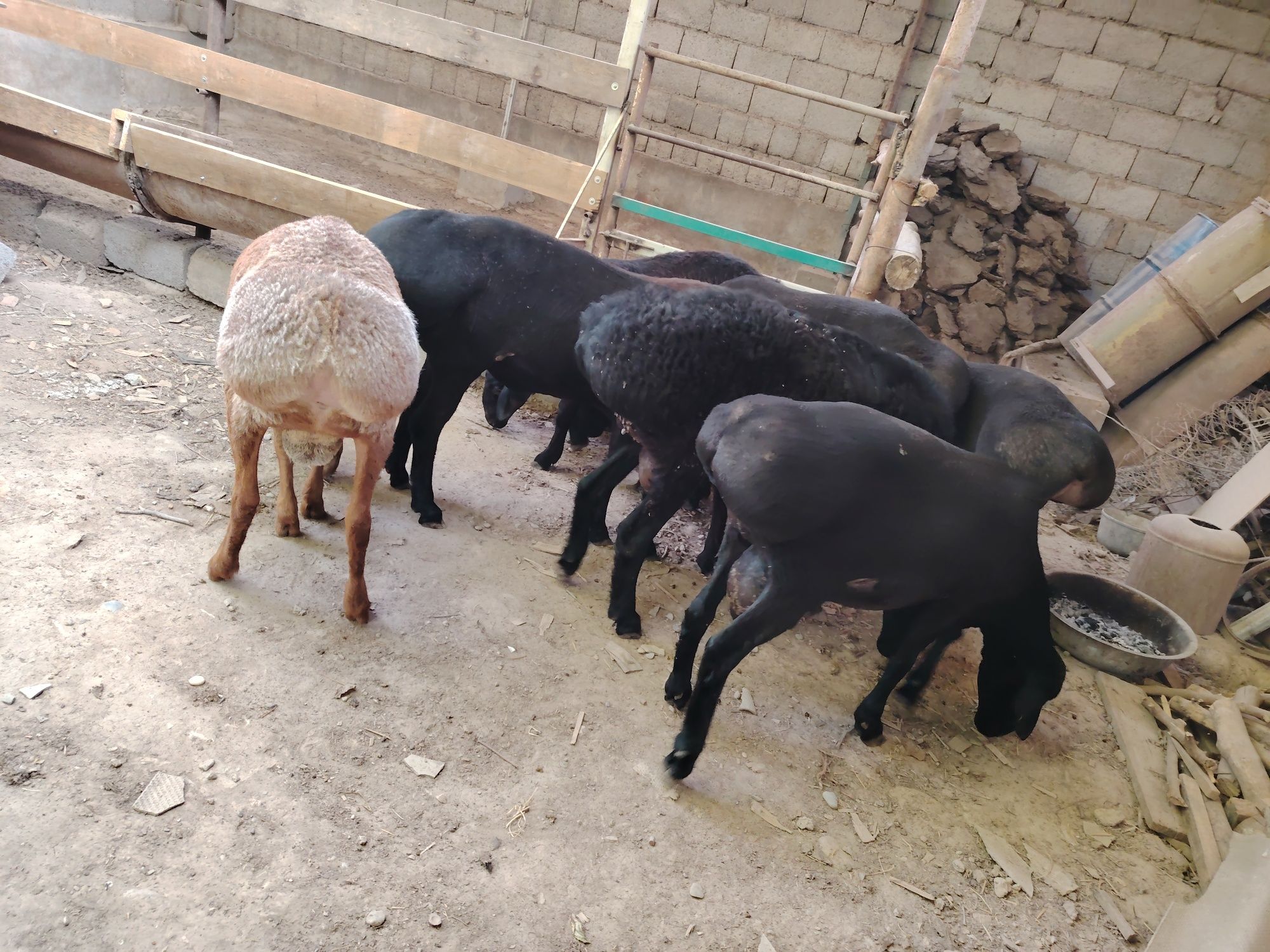 Quchqorlar sotiladi