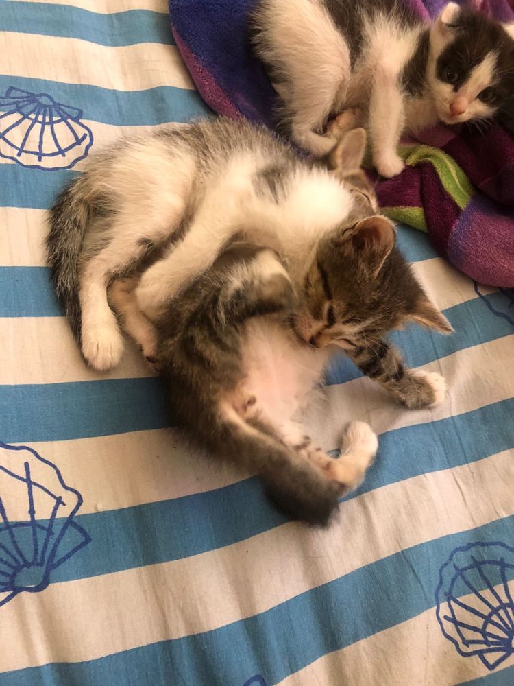 Милые котята ищут любящую семью!