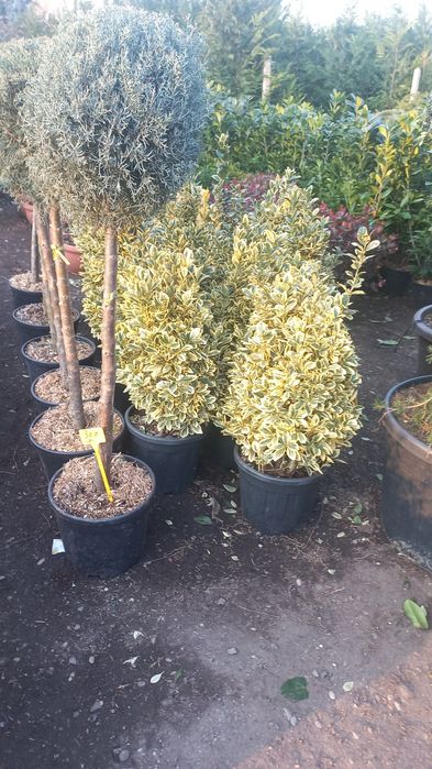 Spirale pon pon magnolia grande flora evonimus yuka