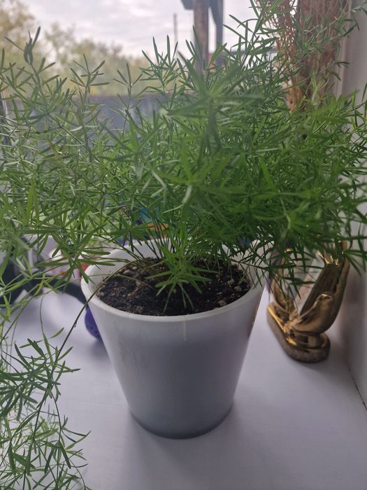 Продам комнатные цветы