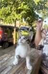 Pisoi pentru adoptie