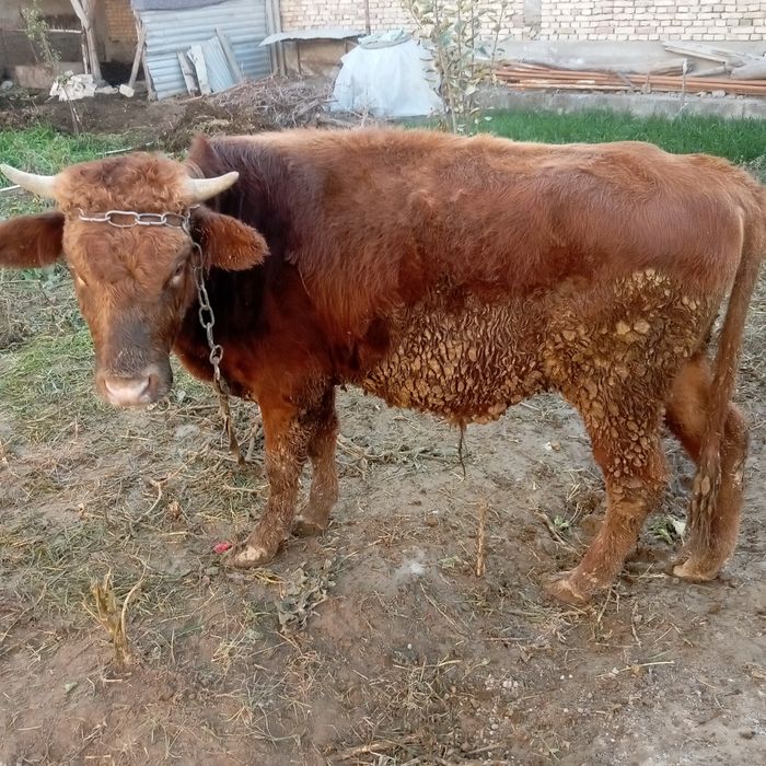 Buqacha sotiladi bir yillik adrez gazli yuli sheyxoncha ipachillik1600