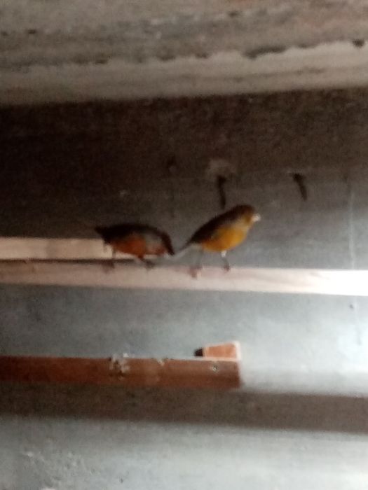 Vând canari timbrado