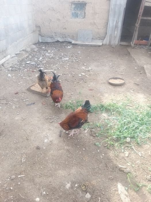 обмен петушков на кур