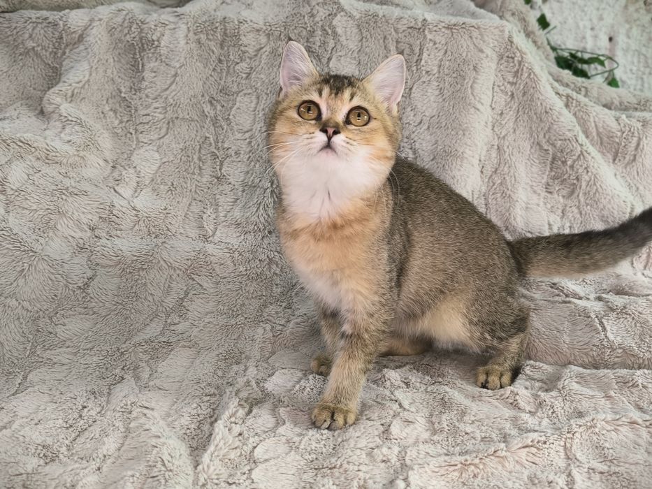 Vand fetita Scottish straight chinchilla