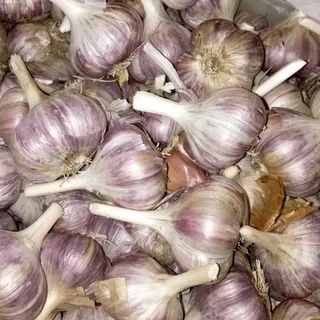 Продам домашний чеснок