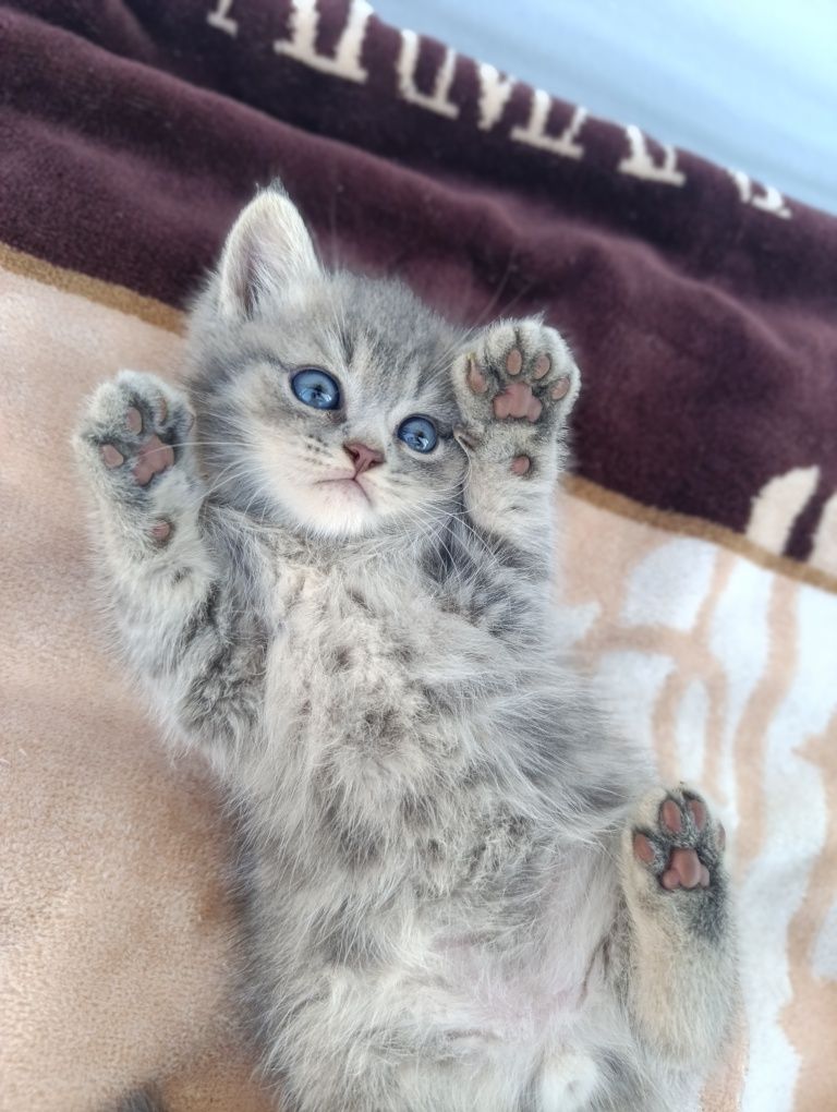 Котята чистокровные