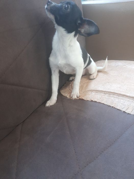 Чихуахуа момиченце