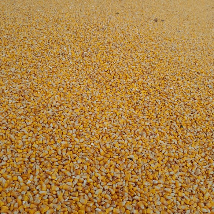 Vand porumb productie 2025