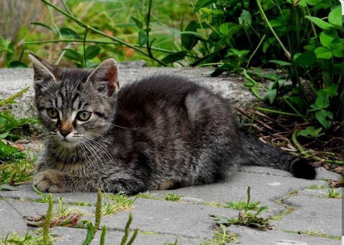 Котята на улице, нужен дом