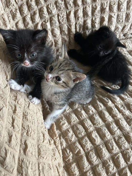 Отдам черную кошечку