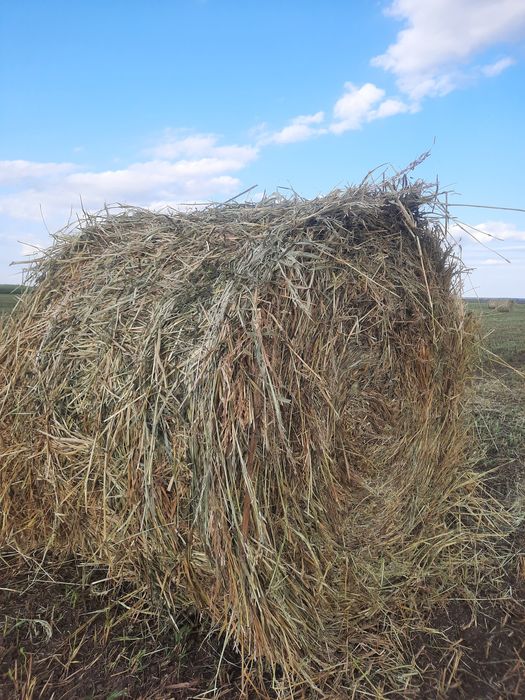 Сено. Суданка. Суданская трава