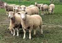 Продам баран и овец оптом